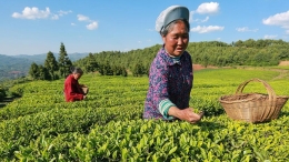 茶农采摘夏茶