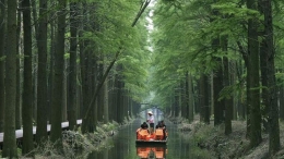 “水上森林”画中游