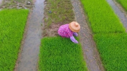 芒种农忙