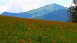 新疆哈巴河县山花烂漫