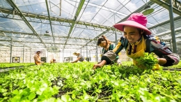贵州大方：盛夏育苗忙