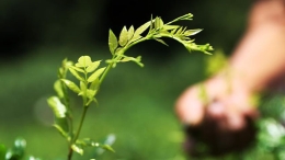 黔江：藤蔓长成致富茶