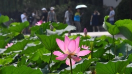 济南大明湖夏日荷花盛开