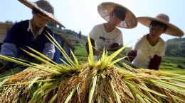 三江高山鱼稻迎丰收季