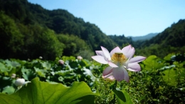 高山湿地景区荷花美景