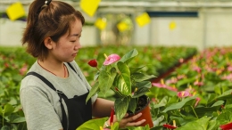 安平温室花卉推动经济发展