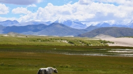 西藏：雅江源头沙化治理