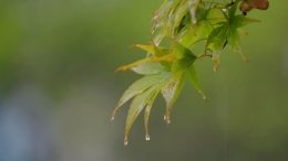 湖北恩施：秋雨“枫”情