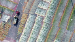 广西柳州：蔺草丰收
