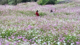 云南乃古石林千亩波斯菊