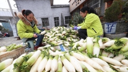 贵州毕节：萝卜丰收忙