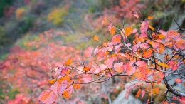 三峡红叶醉满城