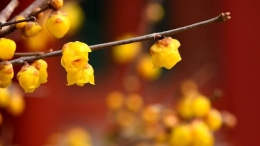 故宫赏花