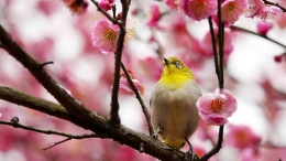 梅花开 引鸟来