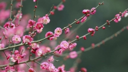 “大寒”时节梅飘香