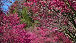 漳平：樱花茶园入画来