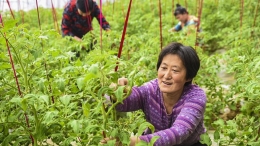 建设现代农业园区