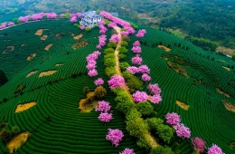 永福樱花茶园