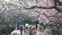香雪海里赏花寻春