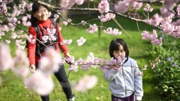 武汉东湖樱花节开幕