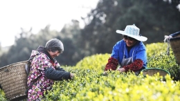 春茶采摘正当时