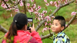 赶“桃花会”享春光