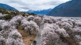 波密桃花引客来