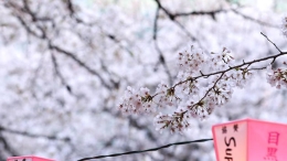 东京目黑川两岸樱花盛开