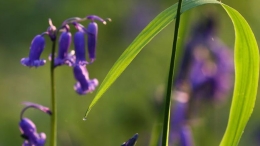 梦幻紫花森林