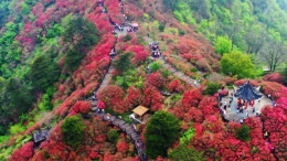 麻城杜鹃花海迎客来