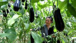 é™•è¥¿ï¼šè®¾æ–½å†œä¸šä¿ƒå¢žæ”¶
