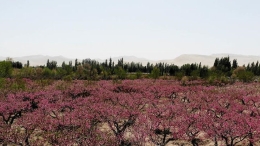 敦煌：鸣沙山下桃花艳