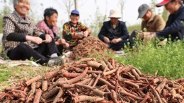 药材种植富农家