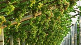 葡萄种植助推乡村振兴