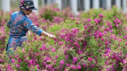 高原玫瑰芬芳四溢迎宾客