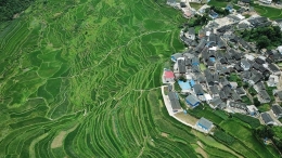 仲夏梯田景如画