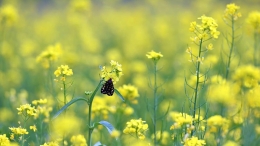 西藏：油菜花开似金毯