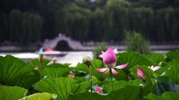 济南大明湖荷花美