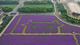 紫色花海扮靓城市景观