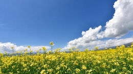 油菜花开引客来