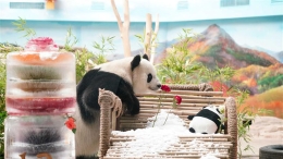 大熊猫思嘉的生日派对