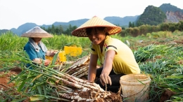 江永：挖香姜 促增收