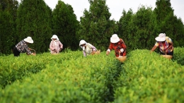 日照：秋茶采摘忙