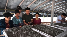 安徽肥西：小蚕桑大产业