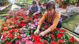 花卉种植助力乡村振兴