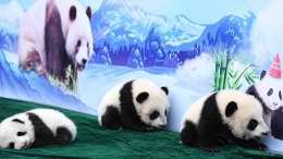 新生大熊猫“百日”亮相