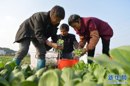 “冬闲不闲”助增收