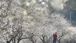 福建永泰：青梅花开