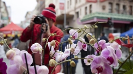 æ—§é‡‘å±±æ˜¥èŠ‚èŠ±å¸‚
