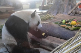 熊猫吃“饺子”迎春节